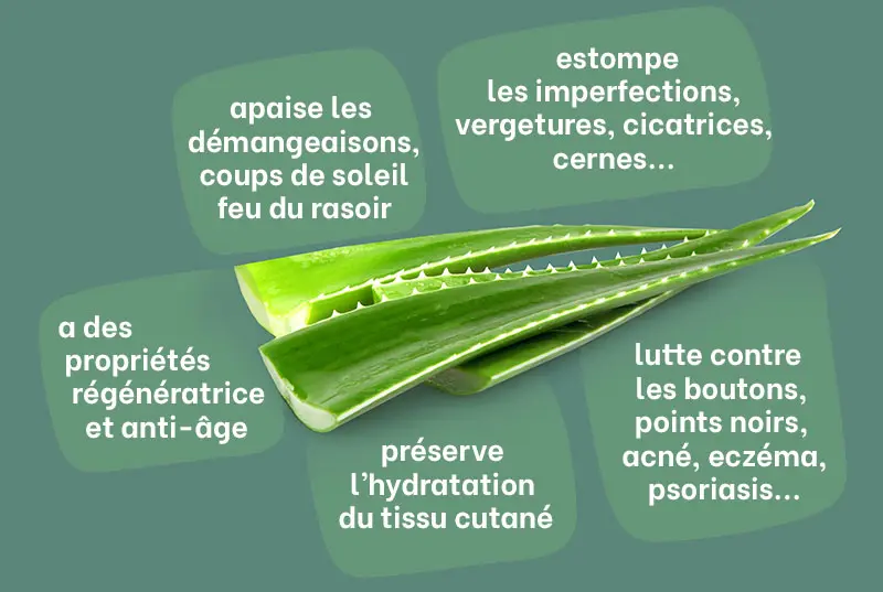 les 5 principaux bienfaits de l'aloe vera