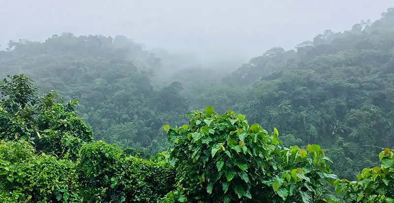 le bois d'Aloès se loge dans la forêt tropicale