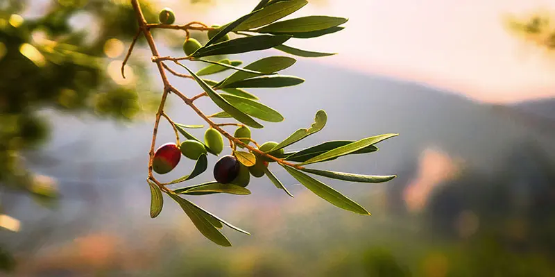 la culture et la récolte des olives