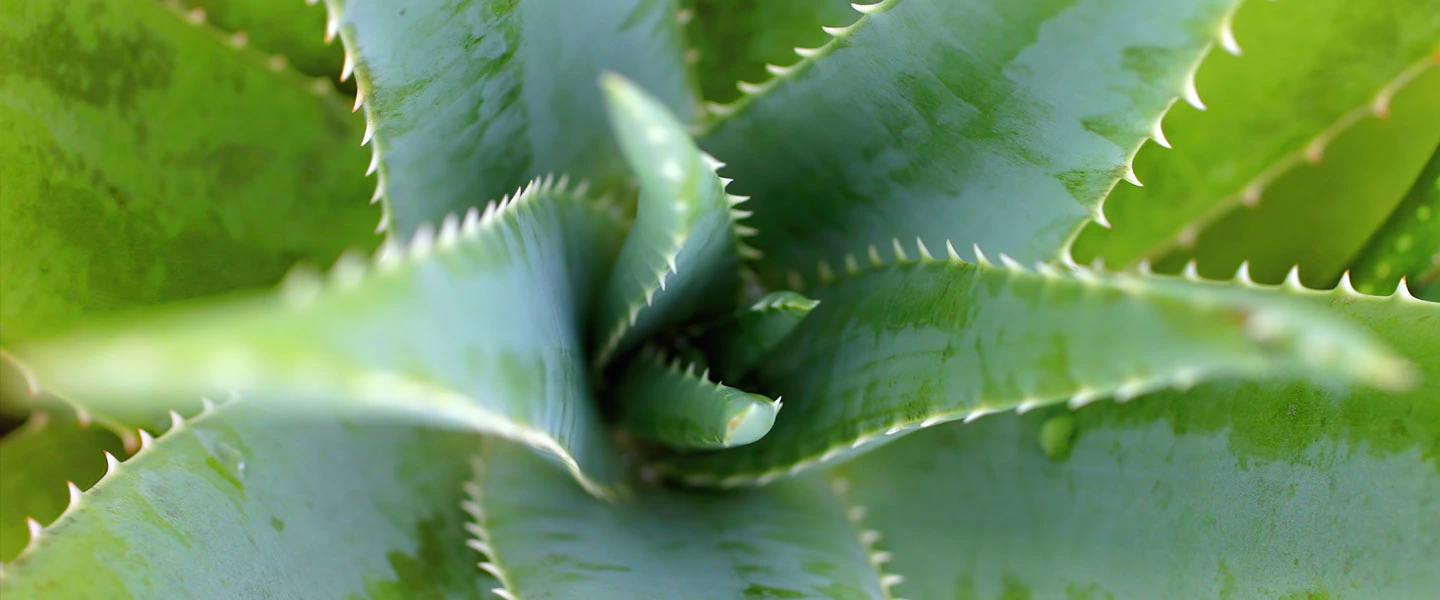 L’aloe vera, c’est tout bénef’ pour ses cheveux, son visage et sa peau !