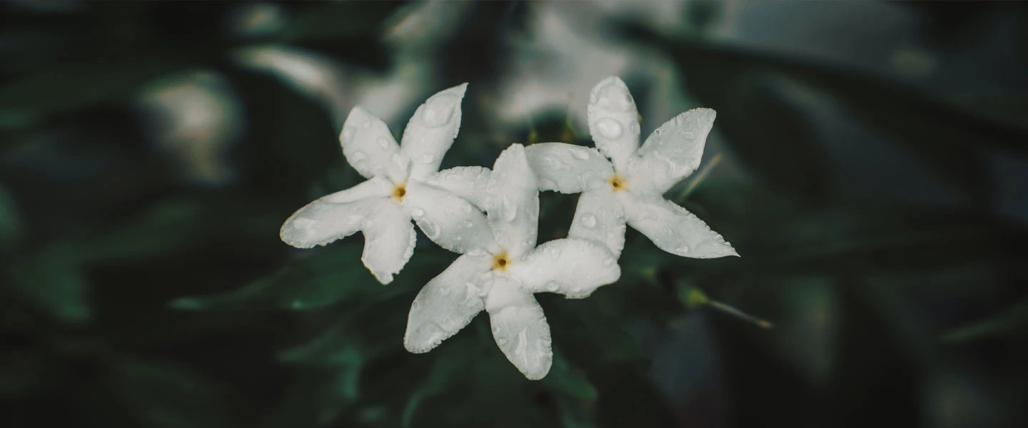 Le jasmin, des bienfaits pour la peau et un parfum sans égal