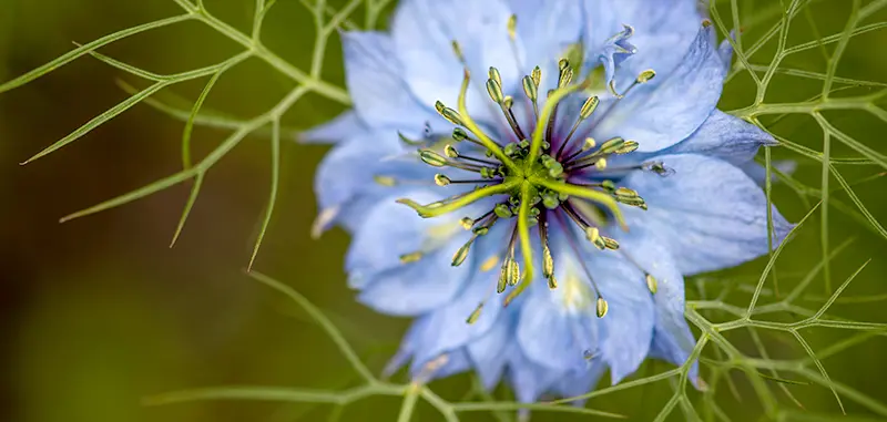 Fleur de nigelle ou cumin noir