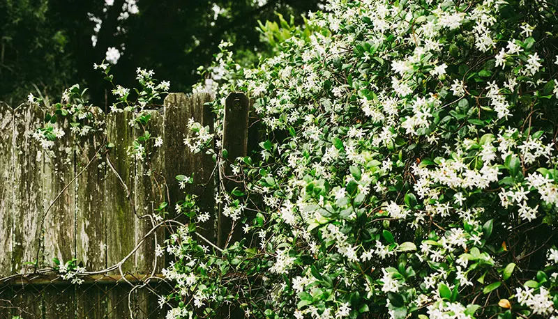 le jasmin de Damas